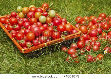 Organic red tomatoes