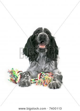 Cocker Spaniel