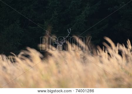 Red Stag