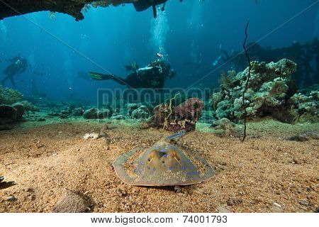 sting ray and scuba divers