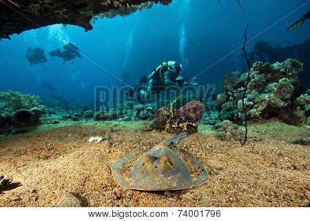 sting ray and scuba divers