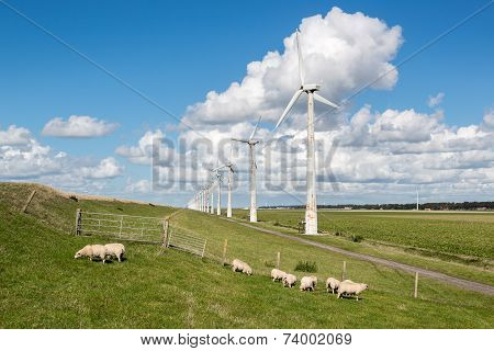 Dutch Pasture With Sheep And Windturbines With A Beautiful Late Summer Cloudsky