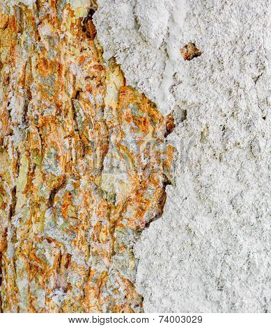 Termite Nest On Bark
