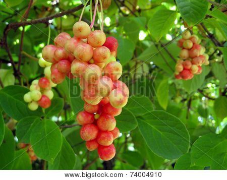 Branch Of Red Ripe Schizandra
