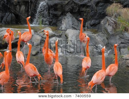 Flamingos am Teich