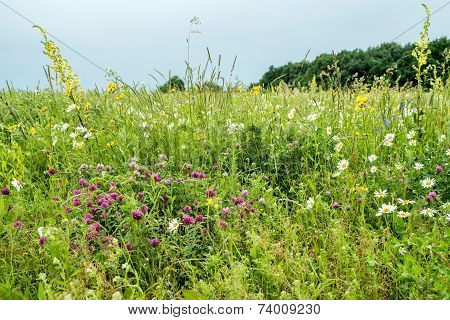 Flowers In The Mountains. Russia, Stavropol.