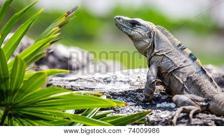 Mexican Iguana