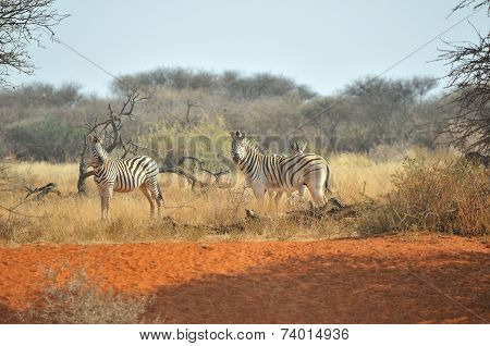 Zebras On Red Sand