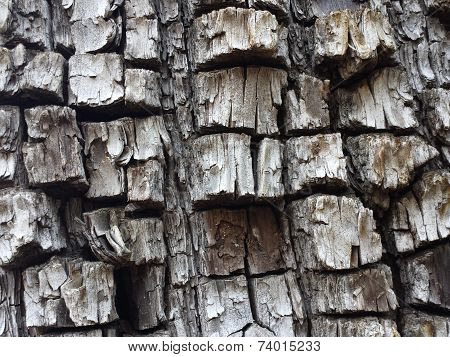 Tree bark