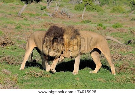 Two Kalahari Lions Playing In The Addo Elephant National Park