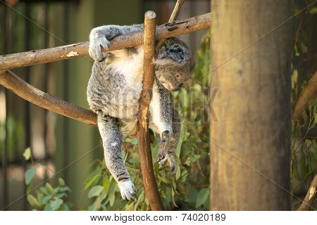 Koala by itself eating.
