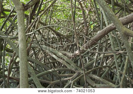 Tangled Mangroves