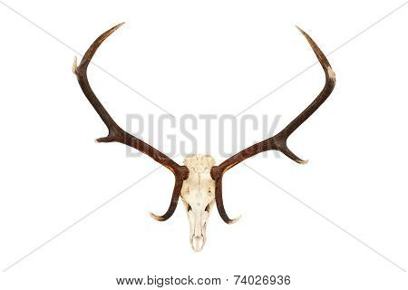 Big Red Deer Hunting Trophy