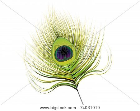 Abstract Artistic Peacock Feather