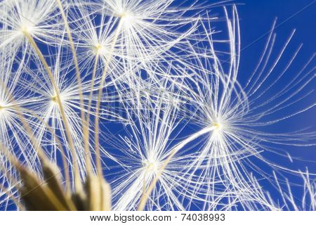 White Dandelion Head On Vibrant Blue Sky
