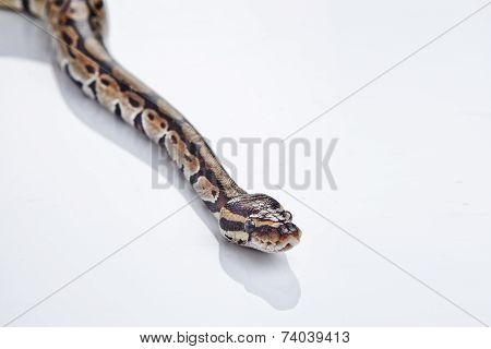 Ball Python with white background