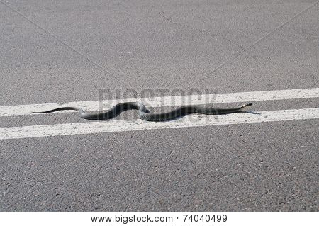 Snake crawling on the median strip in search of transition