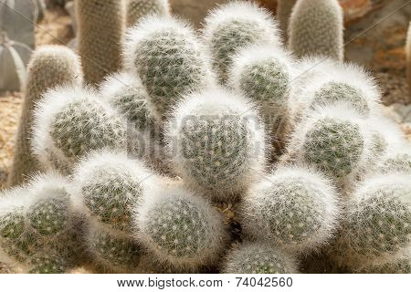 Cactus
