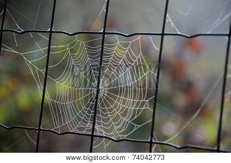 Cobweb On Chain Link Fence