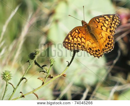 Southern Variegated Fritillary Butterfly