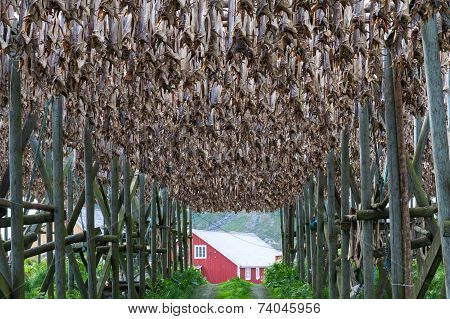 Cod fish at the drying racks and rorbu, Lofoten, Norway