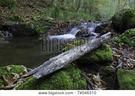 Wood by The Stream