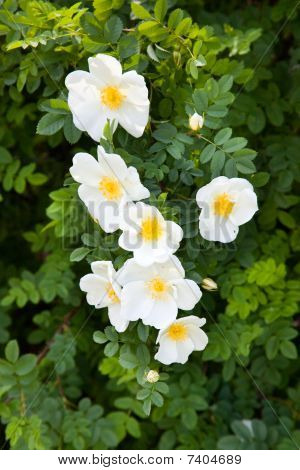 Rosa føtida