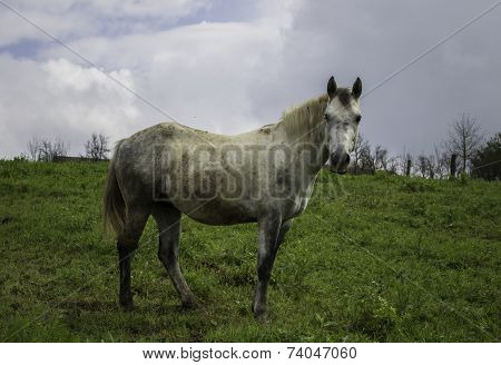White Horse