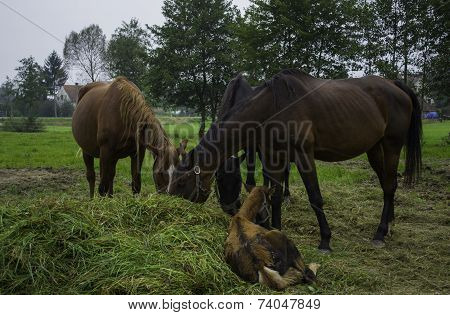 Horse family
