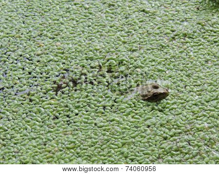 Moor Frog