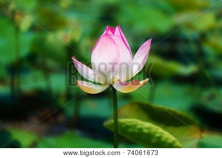 Lotus Flower And Lotus Flower Plants