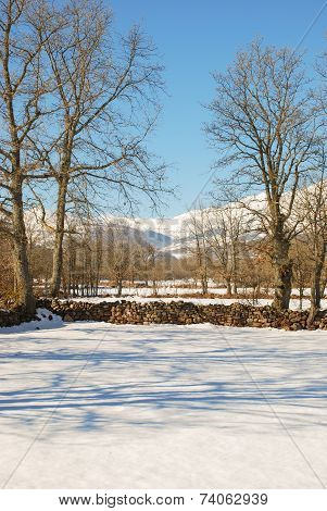 Snowy Pasture