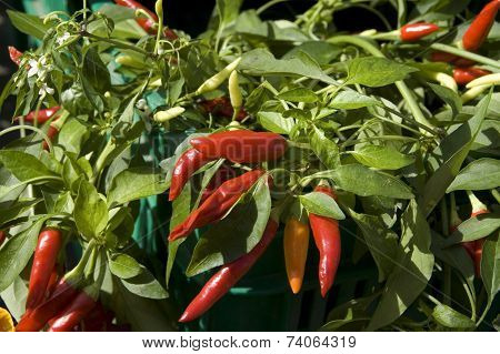 Red Chili Peppers