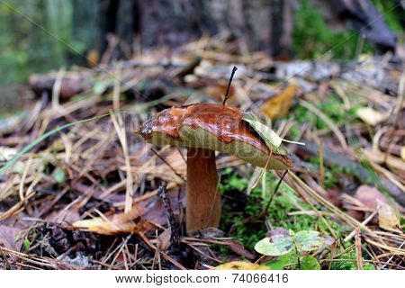 Nice Unique Mushroom Of Suillus