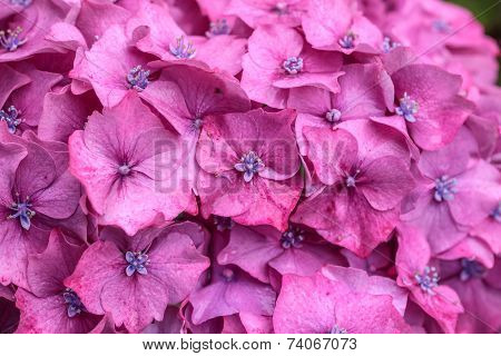 Purple Hydrangea Blossoms In The Rain