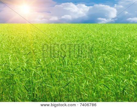 ฟิลด์ wheaten