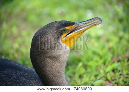 Double-crested Cormorant, Everglades, Florida