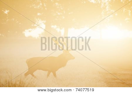 Red Deer In Foggy Sunrise Autumn Fall Forest And Countryside Landscape