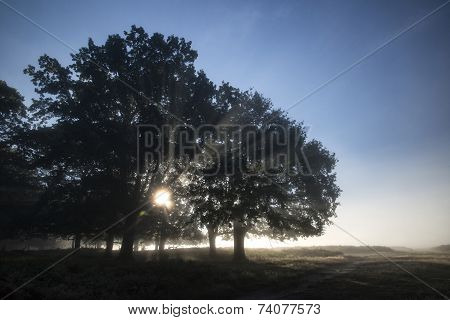 Sun Beams Shining Through Trees In Forest On Foggy Autumn Fall Sunrise Landscape