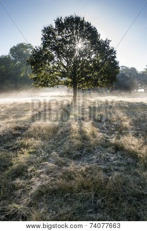 Sun Beams Shining Through Trees In Forest On Foggy Autumn Fall Sunrise Landscape