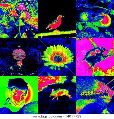 Infra color images set background