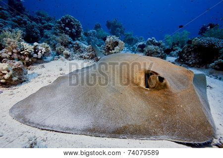 feather tail stingray