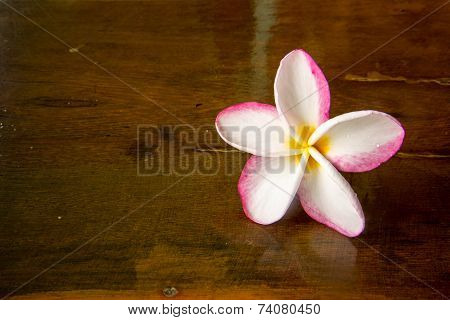 Whit And Pink Plumeria Flower
