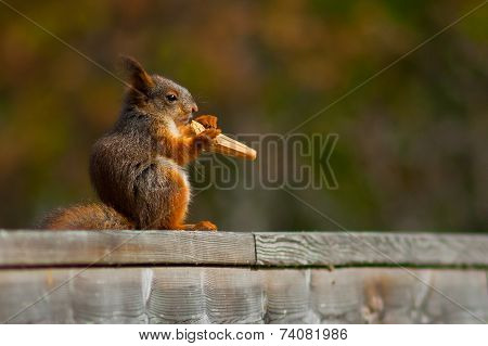Hungry squirrel