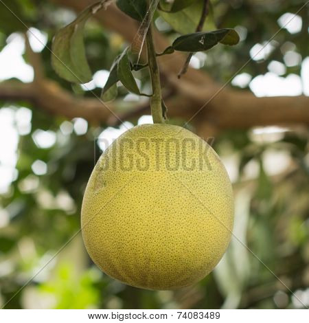 Ripe Grapefruits On A Tree