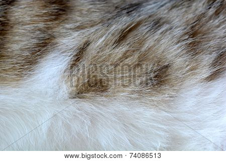 Cat Fir Close Up