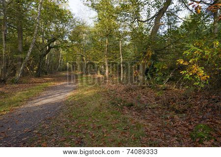 Path through a forest in sunlight at fall