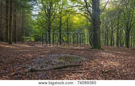 Beech forest in sunlight at fall