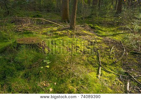 Sunny clearing in a pine forest at fall