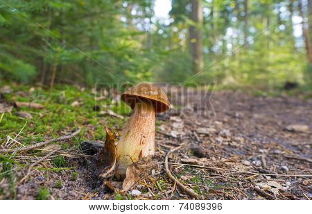 Mushroom along a path at fall